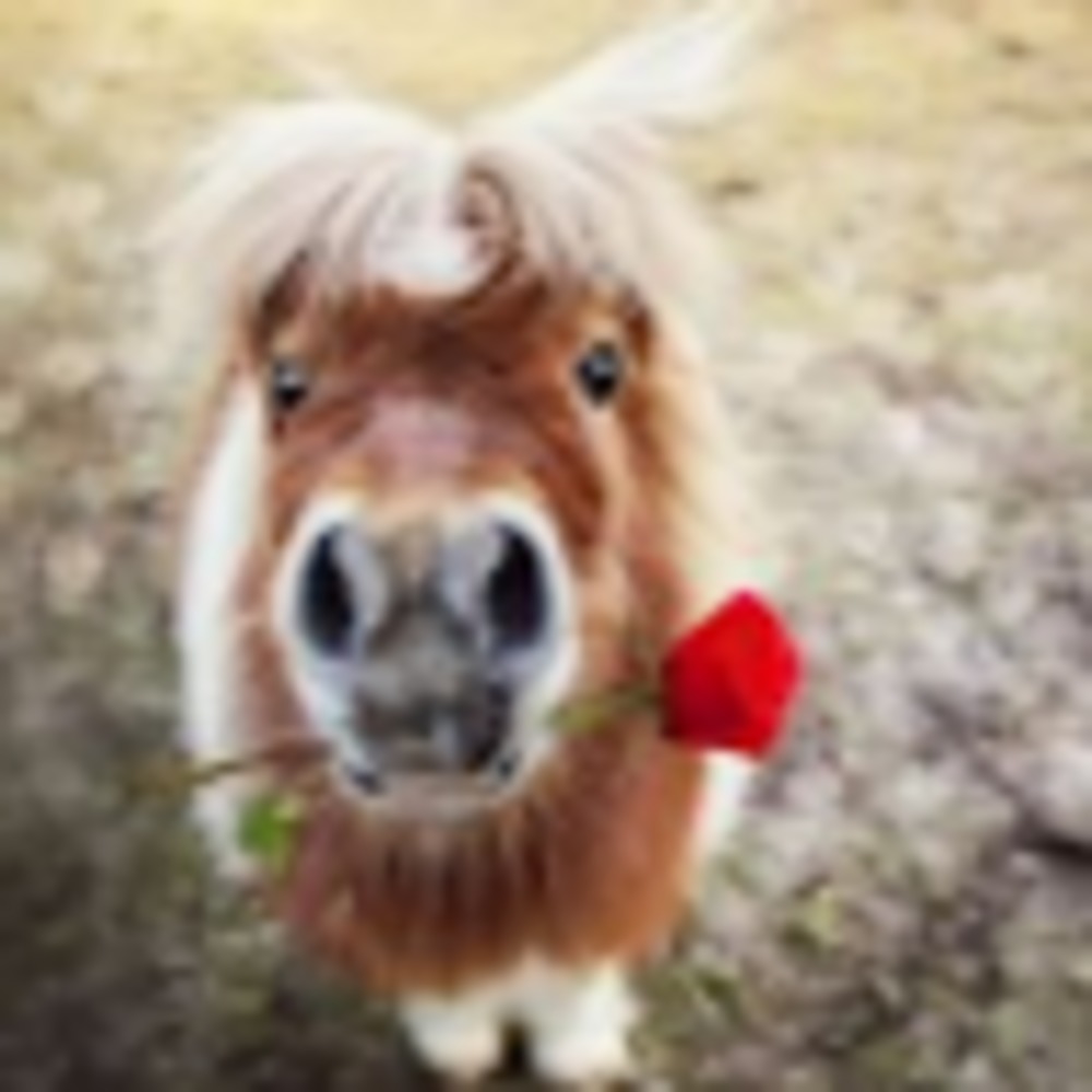 Meet your Posher, Natasha